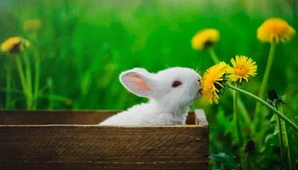 开云体育平台-除了本赛季，德甲史上还有多少次半程冠军“迟到”？